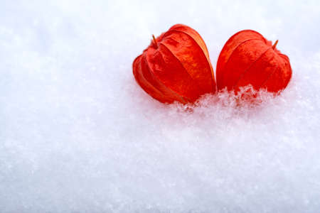 Two hearts of physalis are lying nearby in the snowの写真素材
