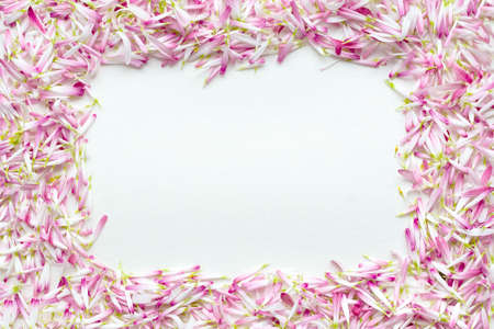 Frame of a large number of petals of daisiesの写真素材