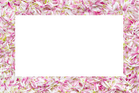 Isolate frames from a large number of petals daisiesの写真素材