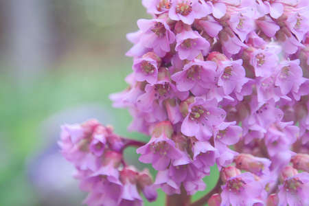 Baden flowers close up on a blurred background of green grassの写真素材
