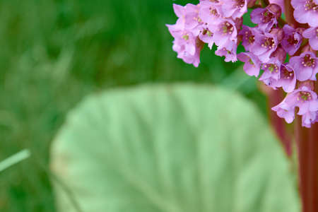 View of the flower of Baden on the background of green grassの写真素材