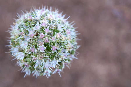 Allium ball-shaped flower on a brown backgroundの写真素材