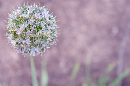 Allium ball-shaped flower on the stem on a lilac backgroundの写真素材