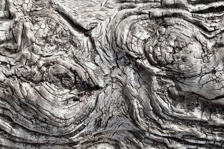The process of healing and aging saw cut treeの写真素材