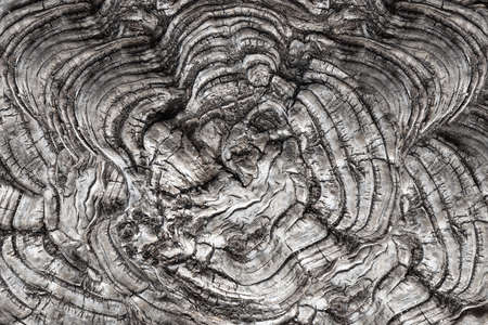 Concave and wavelike healed tree saw cutの写真素材