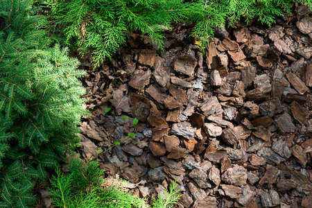 Alpine hill of conifers and shrubs is mulched with barkの写真素材