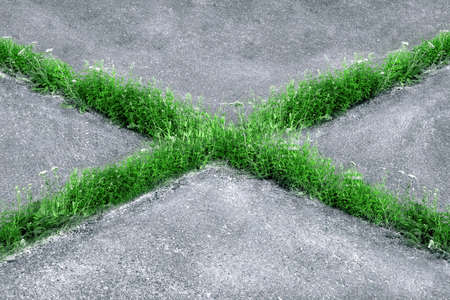 Grass grows through the asphalt canvas in the form of a crossの写真素材