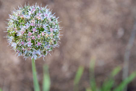 Allium ball-shaped flower on the stem on a brown backgroundの写真素材