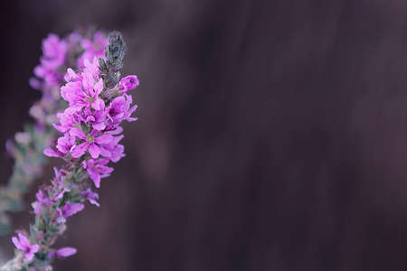 Loosestrife flowers close-up on gray backgroundの写真素材