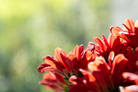 A bouquet of red chrysanthemums on a green backgroundの写真素材