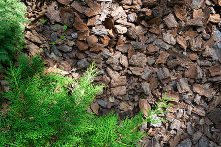 Mulching wood chips of coniferous tree bark on an alpine slideの写真素材