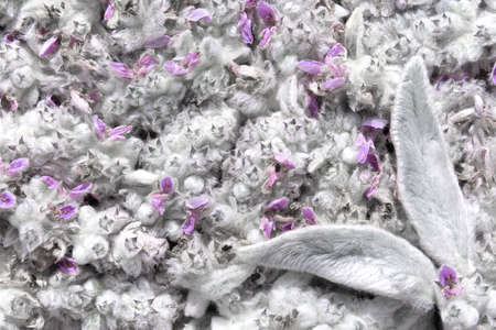 Background with bunny ears from leaves and flowers of the Stakhis plant.の写真素材