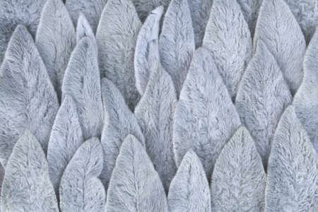 Background from leaves arranged in rows from the Stakhis plant in the form of rabbit ears.の写真素材