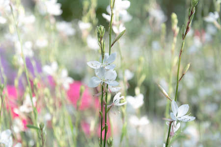 White small flowers against the background of a blooming field.の写真素材