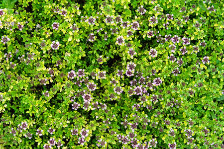 Glade of thyme flowers that grows on an alpine slideの写真素材