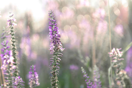 Sprig of Veronica flower with pink flowers on the background with bokehの写真素材