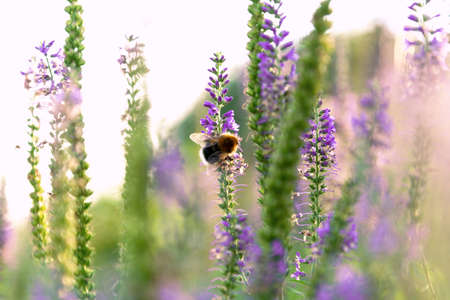 View of the bumblebee that sits on a sprig of Veronicaの写真素材