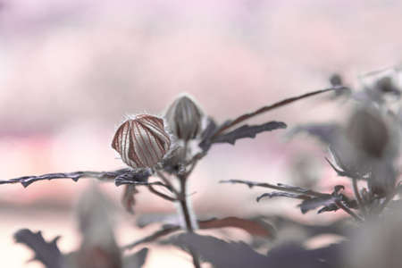 Flower bud Swans Green on a blurry gray pink backgroundの写真素材