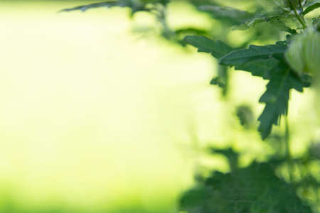 Blurred yellow background of flower bud with leavesの写真素材