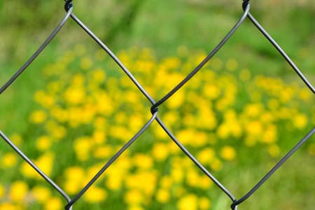 View of the field of dandelions over the mesh chain-linkの写真素材