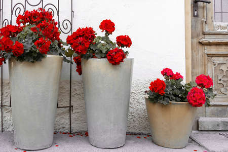 High ceramic pots with red geraniums stand near the front door to the houseの写真素材