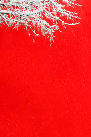 View of a snowy tree branch against the background of a red wall of a building during a snowfall. Concept landscape, postcard, christmas, advertising, sale.の写真素材