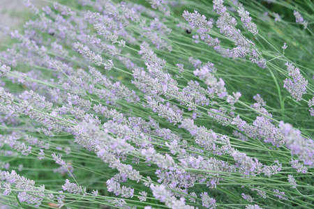 A view of lavender delicate lilac-colored stems which are located horizontally. Concept flowers, background, garden, landscape designの写真素材