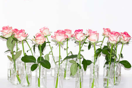 Arrangement of white roses with pink trim which stand in glass jars on a table on a white background. The concept of the holiday, plants, background, garden, floristryの写真素材