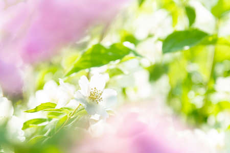 View of jasmine flower on a blurred background. Concept background, landscape, plantsの写真素材