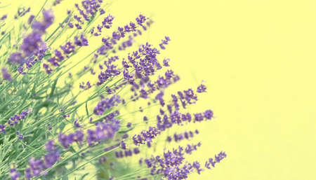 View of lavender purple on a yellow background. The concept of the holiday, plants, background, garden, landscape designの写真素材