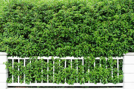 View of the hedge in the form of a solid wall of deciduous shrubs and a low decorative white fence. Concept background, texture, plant care, pruning and cuttingの写真素材