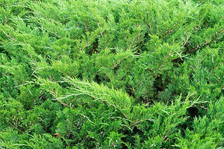 The view of the juniper is horizontal. Coniferous shrub. Concept background, texture, plantsの写真素材