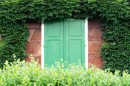 Window view of an old building with wooden shutters surrounded by wild grape foliage. The concept of architecture, plants, landscapingの写真素材