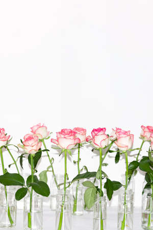 Arrangement of white roses with pink trim which stand in glass jars on a table on a white background. The concept of the holiday, plants, background, garden, floristry.の写真素材