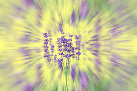 Abstract natural circular geometric composition of lavender in purple on a yellow background. Abstraction. Mosaic. The concept of the holiday, plants, background, garden, landscape design.の写真素材