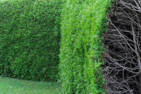 View of the hedge from thuja. Shrub formation during shrub growth. Concept background, texture, plant care, pruning and cutting.の写真素材