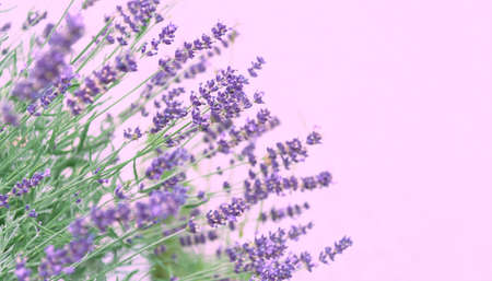 View of lavender in purple on a pink background. The concept of the holiday, plants, background, garden, landscape designの写真素材