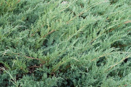 The view of the thuja is horizontal. Coniferous shrub. Concept background, texture, plantsの写真素材