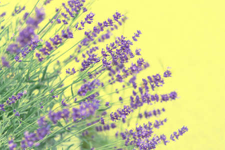 View of lavender purple on a yellow background. The concept of the holiday, plants, background, garden, landscape designの写真素材