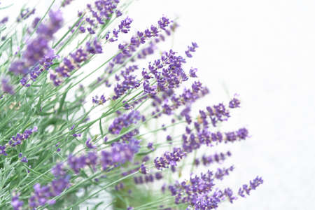 View of lavender in purple on a white background. The concept of the holiday, plants, background, garden, landscape designの写真素材