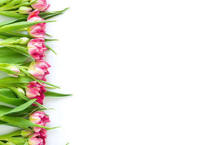 Top view on pink tulip flowers that lie flat next to a white background. Concept flat layout, holiday, gift, postcard, international women's day, March 8thの写真素材