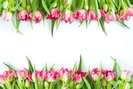 Top view on pink tulip flowers that lie flat next to a white background. Concept flat layout, holiday, gift, postcard, international women's day, March 8thの写真素材
