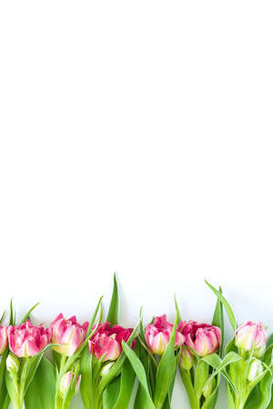 Top view on pink tulip flowers that lie flat next to a white background. Concept flat layout, holiday, gift, postcard, international women's day, March 8thの写真素材