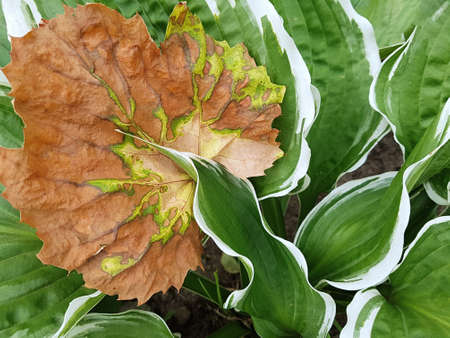 View of a dried grape leaf on a hosta leaf with a beautiful textured pattern. The concept of plants, gardening, backgroundの写真素材
