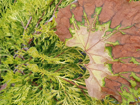 View of a dried vine leaf on a juniper bush with a beautiful textured pattern. The concept of plants, gardening, background, autumnの写真素材