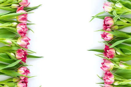 Top view on pink tulip flowers that lie flat next to a white background. Concept flat layout, holiday, gift, postcard, international women's day, March 8thの写真素材