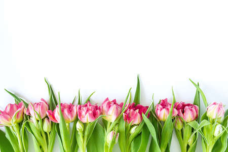 Top view on pink tulip flowers that lie flat next to a white background. Concept flat layout, holiday, gift, postcard, international women's day, March 8thの写真素材