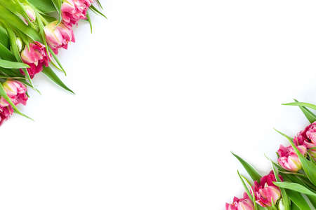 Top view on pink tulip flowers that lie diagonally on a white background. Concept flat layout, holiday, gift, postcard, international women's day, March 8thの写真素材