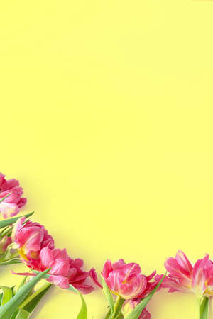 Top view on pink tulip flowers that lie on a yellow background. The concept of a flat lay, holiday, gift, postcard, International Women's Day, March 8thの写真素材