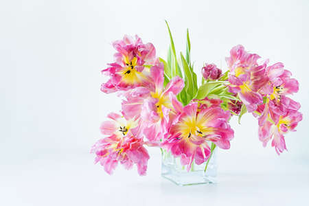 View of a glass rectangular vase with a bouquet of pink tulips on a white background. Concept background, flowers, holidayの写真素材